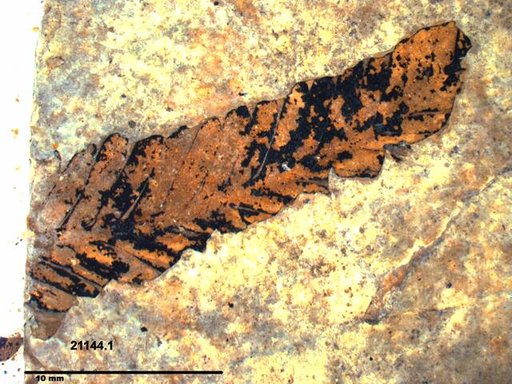 Tracheophyta