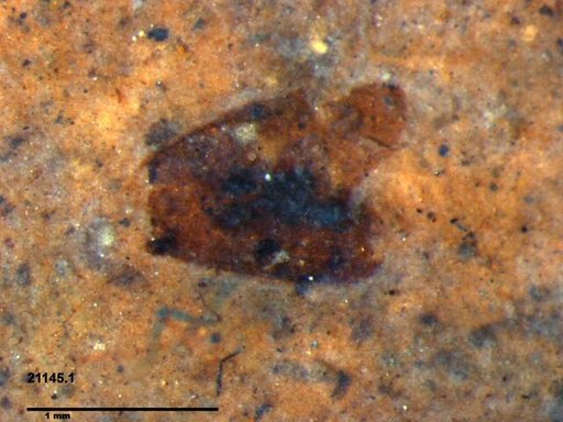 Tracheophyta