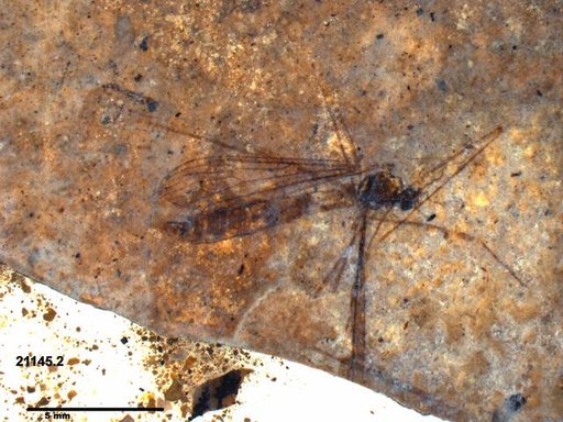 Diptera