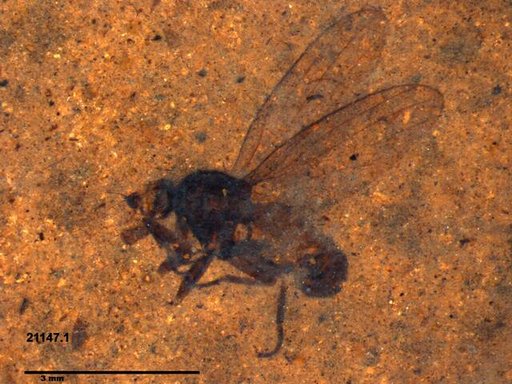 Diptera
