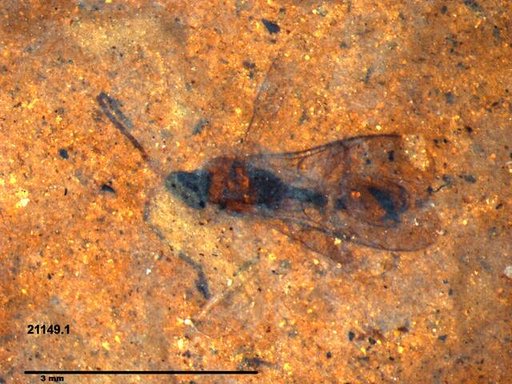 Diapriidae