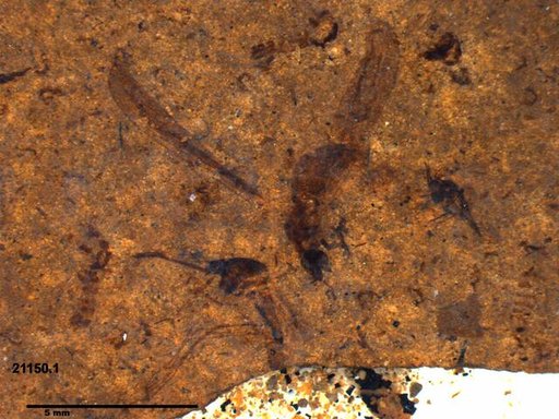 Genus sp