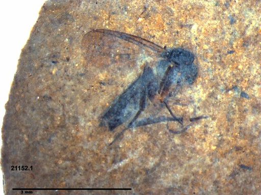 Diptera