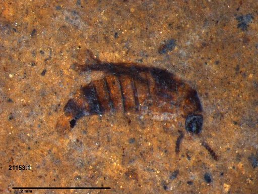 Genus sp