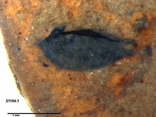 Tracheophyta