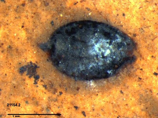 Tracheophyta