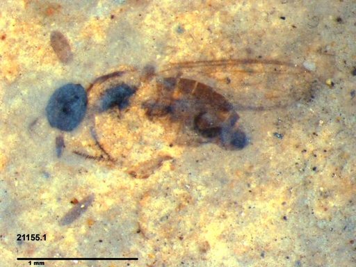 Diptera