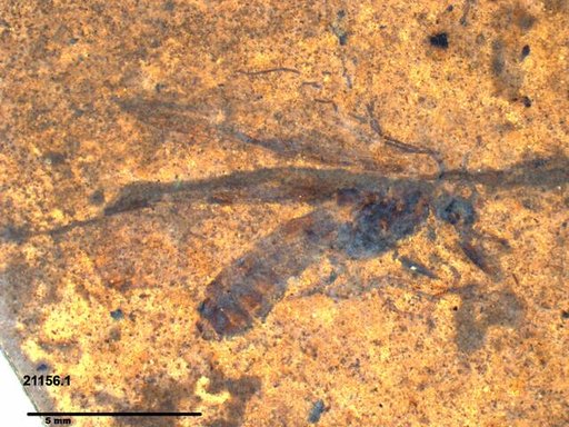 Genus sp