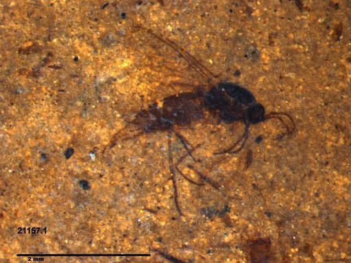Diptera