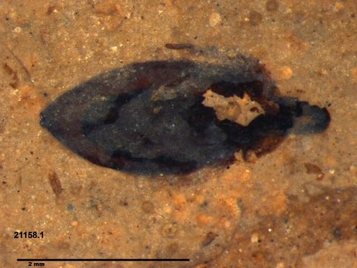 Tracheophyta
