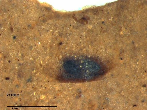 Tracheophyta