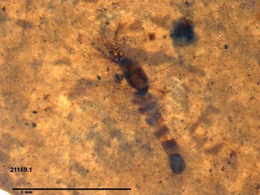 Chaoboridae