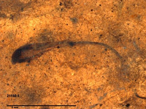 Tracheophyta