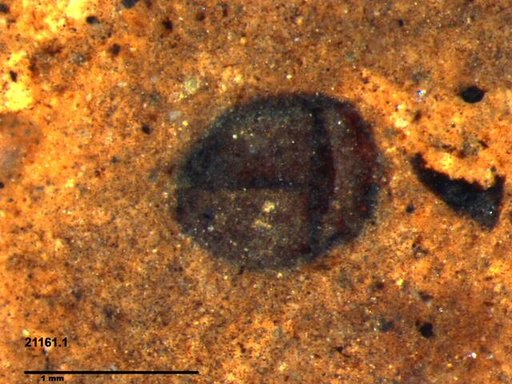 Tracheophyta