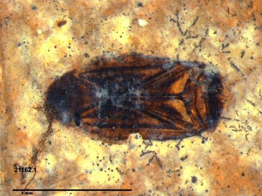 Corixidae