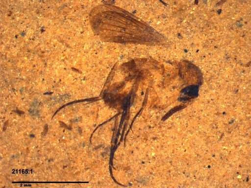 Mycetophilidae