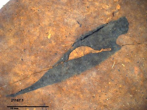 Tracheophyta