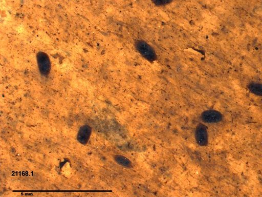 Daphniidae