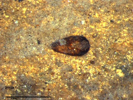 Tracheophyta