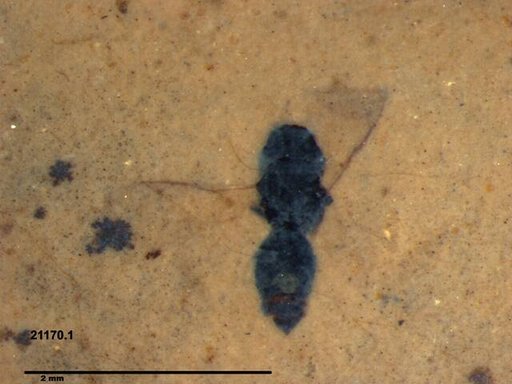 Genus sp