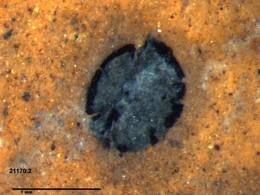 Tracheophyta
