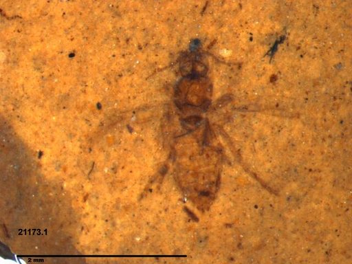 Insecta