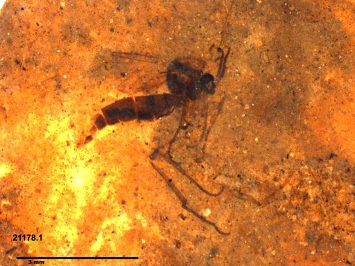 Mycetophilidae