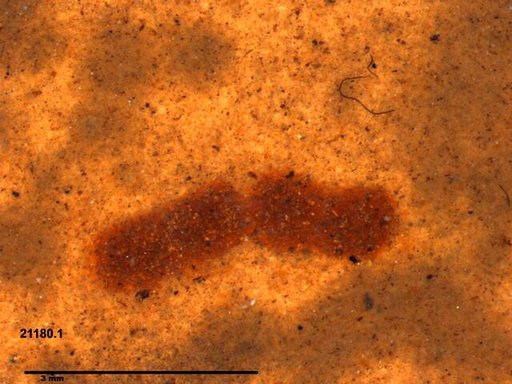 Genus sp