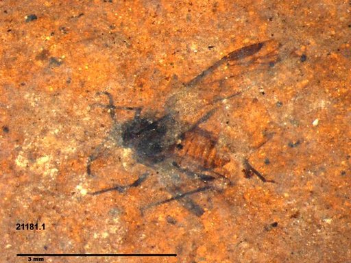 Aphididae