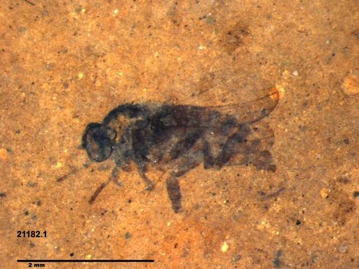 Diptera