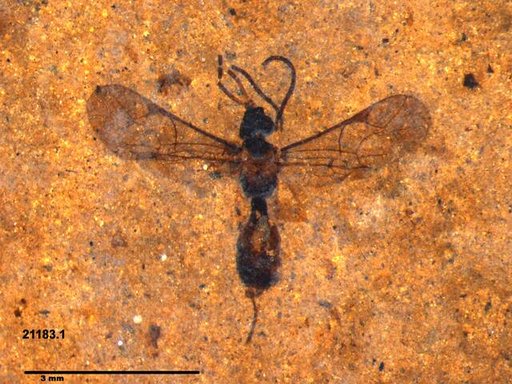 Ichneumonidae