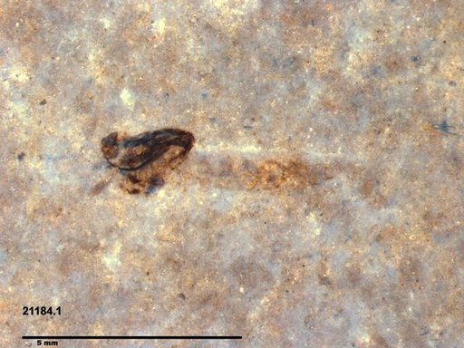 Chaoboridae