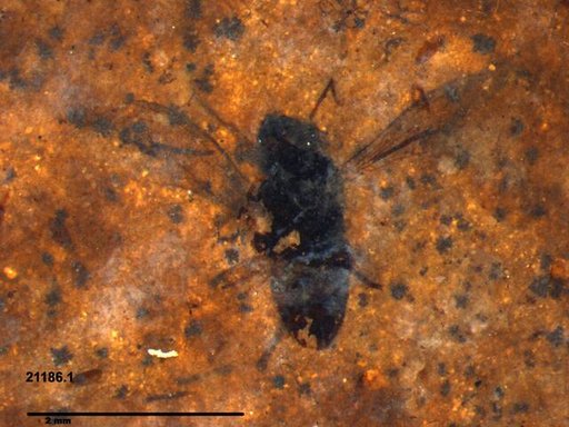 Diptera