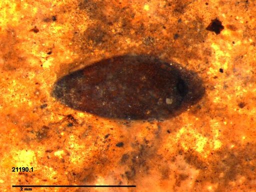 Tracheophyta