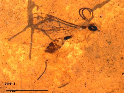 Ichneumonidae
