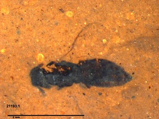 Genus sp