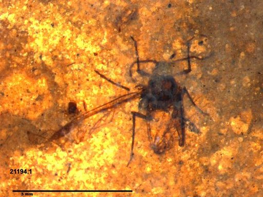 Aphididae