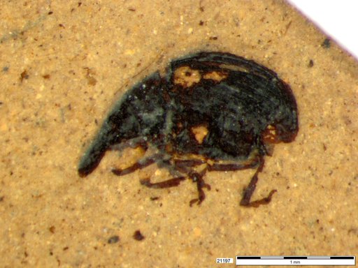 Genus sp