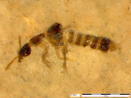 Genus sp