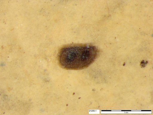 Daphniidae