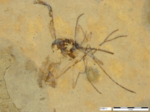 Genus sp