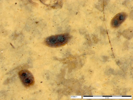 Daphniidae