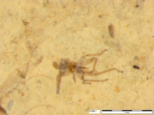 Genus sp