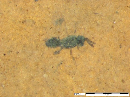 Genus sp