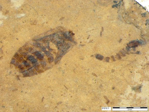 Corixidae