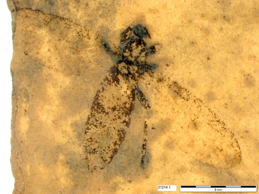 Genus sp