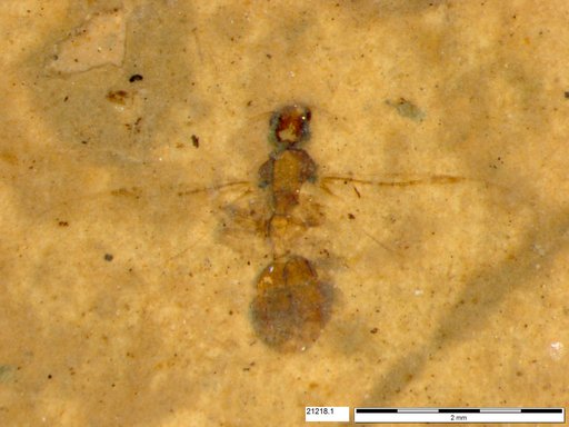 Formicidae