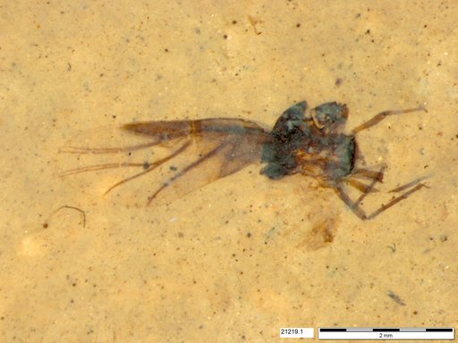 Aphididae