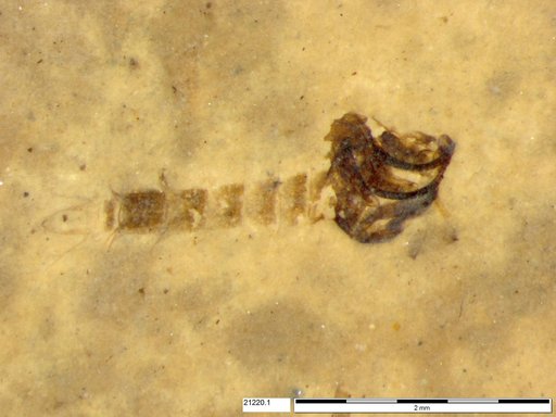 Chaoboridae
