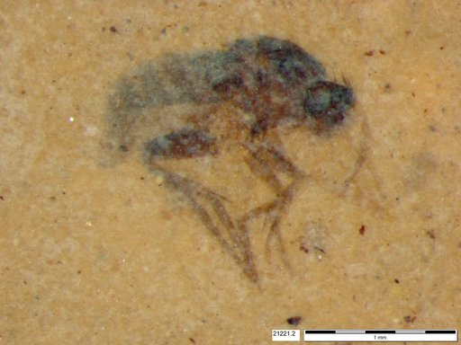 Phoridae